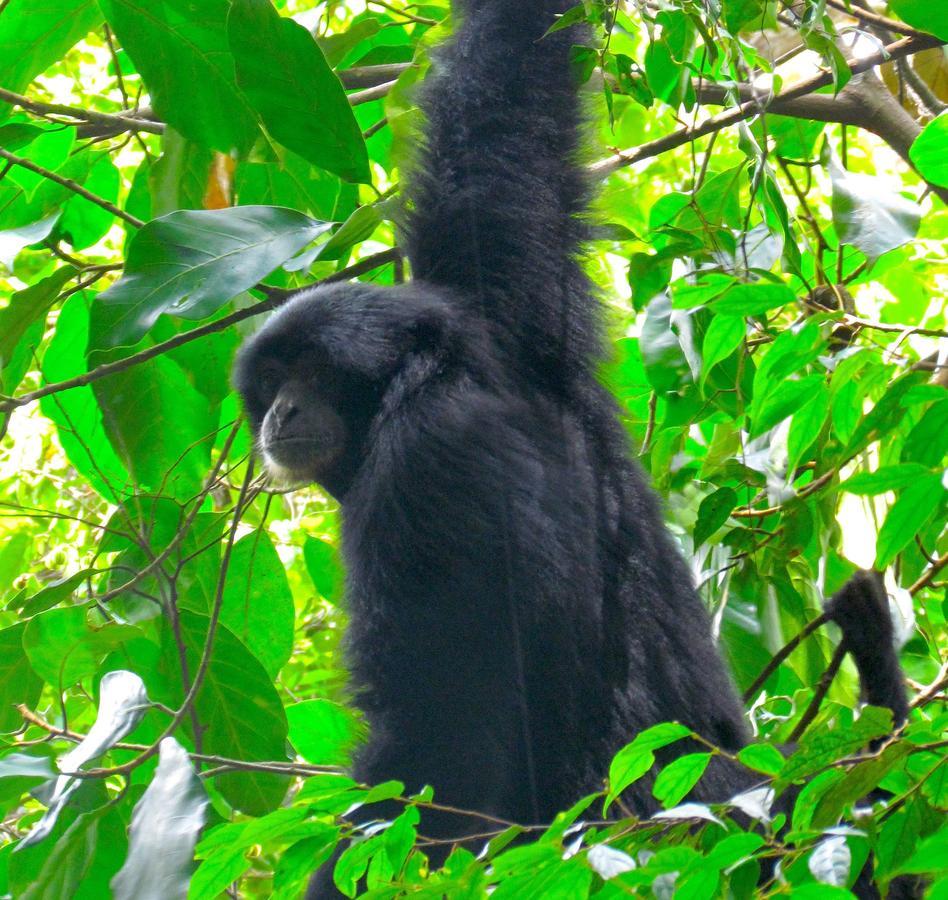 Ecotravel Cottages Bukit Lawang Dış mekan fotoğraf