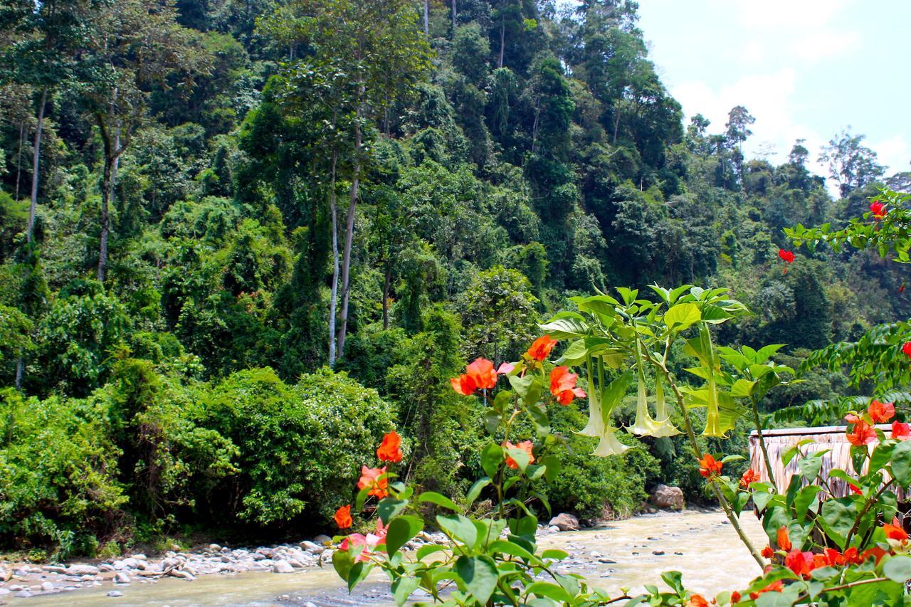 Ecotravel Cottages Bukit Lawang Dış mekan fotoğraf